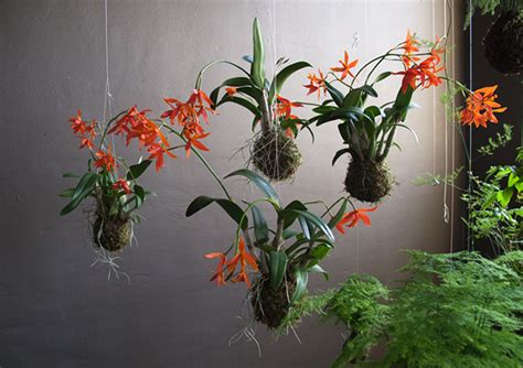 Diy String Gardens Hang Out Your Flowers