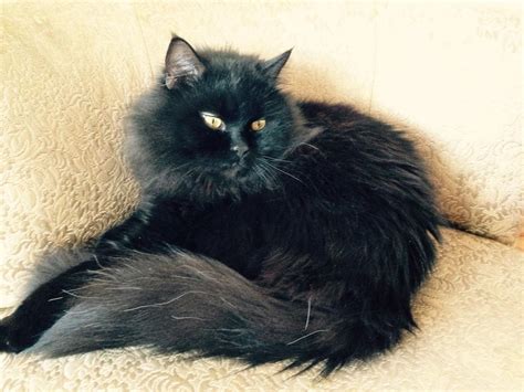 Half Black Persian Male Neutered Cat Oak Bay Victoria