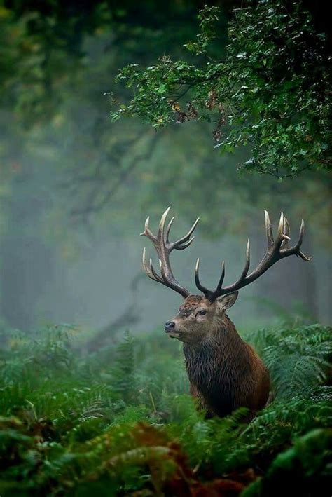 Beautiful Photography Awesome Nature Animals Forest Animals