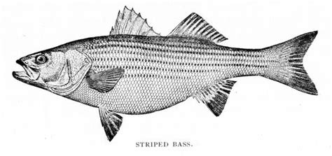Free Free 107 Striped Bass Svg SVG PNG EPS DXF File