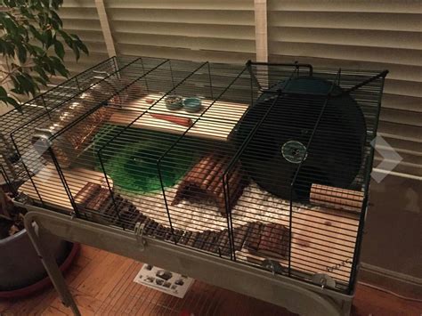 Great Cage Setup For A Syrian Hamster Syrian Hamster Cages Hamster