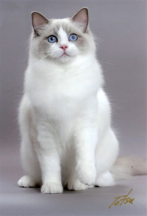 Animals Zoo Park Most Popular Cat Breeds Ragdoll Cats Pictures And