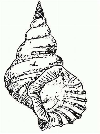 Seashell Conch Coloring Shell Pages Drawing Sea
