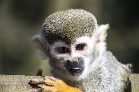 Little Squirrel Monkey Stock Image Image Of Green Face 39076243