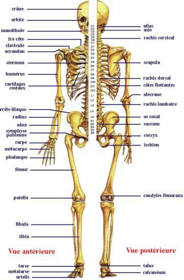 Anatomie