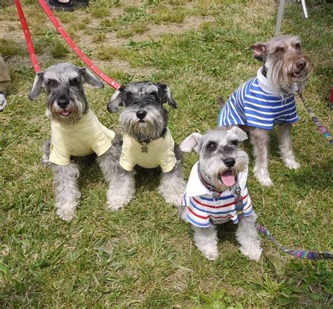 Pin On Schnauzers And All Dogs We Love