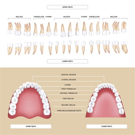 The Different Types Of Teeth Summit Dental Health