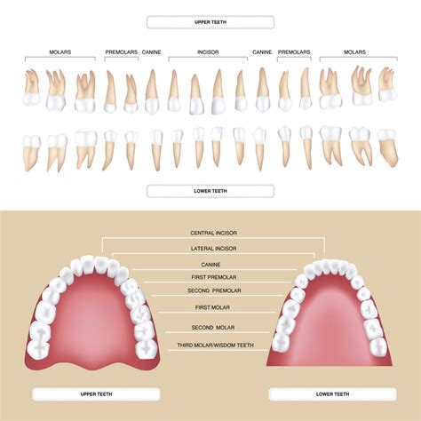 Anatomy Of The Teeth Anatomical Chart Anatomy Models And Anatomical