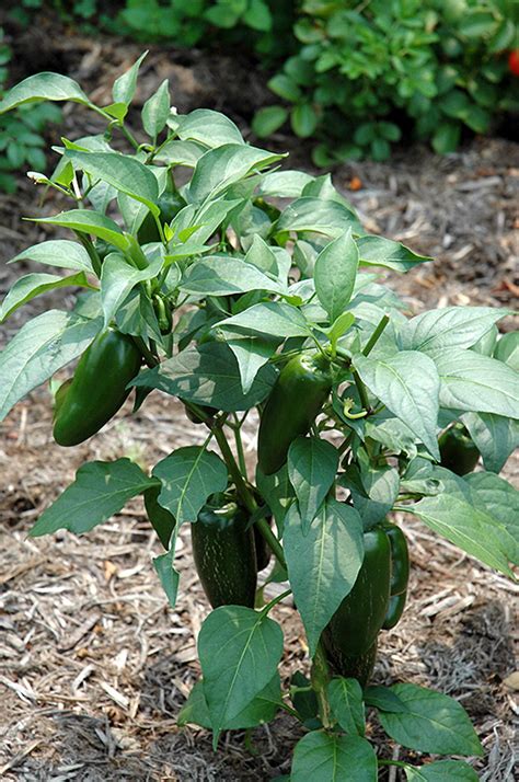 Just because you live in an apartment or don't have a yard doesn't mean you can't grow some of your own food. Jalapeno Pepper (Capsicum annuum 'Jalapeno') in Issaquah ...