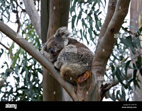 Koala Bear Resting On A Trunk In A Eucalyptus Tree At Kennet River