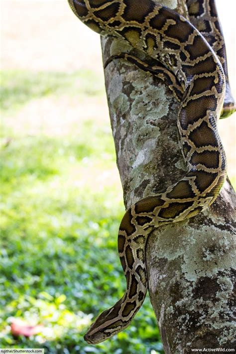 Free for commercial use no attribution required high quality images. Boa Constrictor Facts For Kids & Adults. Info, Pictures, Video. | Rainforest animals, Rainforest ...