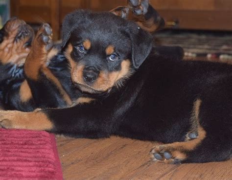 Rottweiler Puppies For Adoption In Nc / Rottweiler Puppies For Sale - YouTube / All rhr