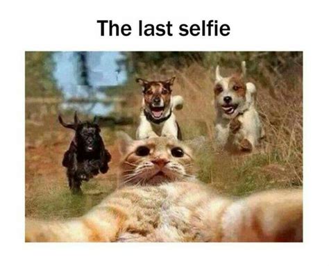 A Cats Last Selfie Before Being Annihilated By Dogs Lol