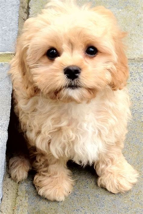 Cavapoo Puppy Designer Dogs Breeds Cute Dogs Breeds Toy Dog Breeds