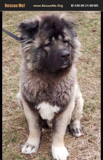 Adopt 20092100105 ~ Tibetan Mastiff Rescue ~ Pennsylvania