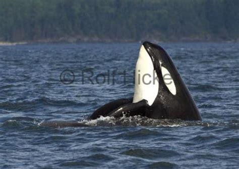 Large Male Orca Whale Watching Bc Photo Information