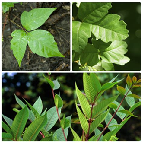 How To Id Poison Ivy Oak And Sumac Garden Talk
