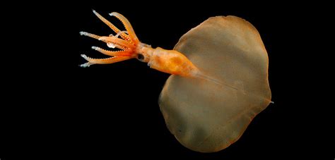 Behold The Deepest Dwelling Squid Known To Science Hakai Magazine
