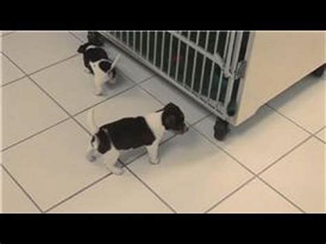 There is almost nothing like the feeling the love of a dog can bring to a home. Pet Care : How to Potty Train Your Puppy - YouTube