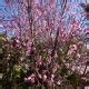 Buy Flowering Peach Tree Low Chill Prunus Spp