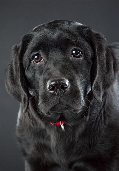All of our english black lab puppies are vet checked with the vaccines that are needed and also wormed. Black Lab - A Complete Guide to the Black Labrador ...