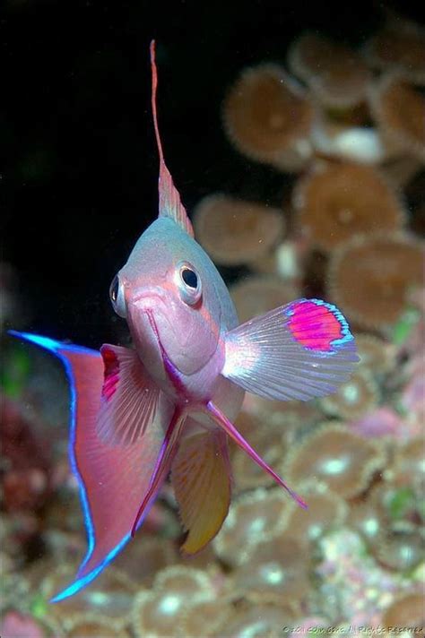 Beautiful Amazing Fishes Photo Gallery Most Amazing Photos