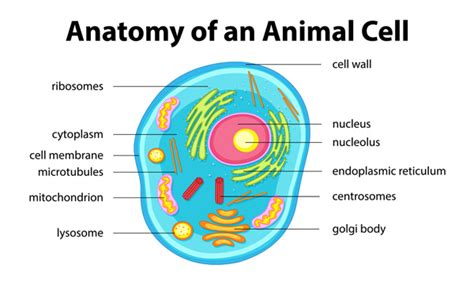 Cell Biology Images