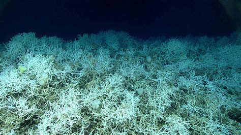 Unforeseen Abundance Of Deep Sea Coral Habitat Windows To The Deep