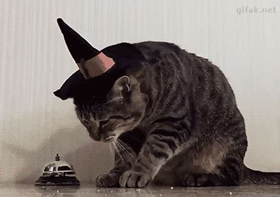 Not like you needed a reason to look at adorable, hilarious cats, but it's 100 percent proven fact that they make you happy. Funny cats - part 191 (40 pics + 10 gifs) | Amazing Creatures