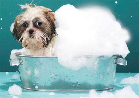 Making Bath Time Fun For Your Dog Dogs And Pups Magazine