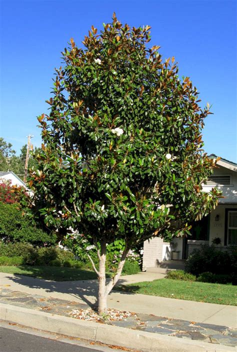 40 Gorgeous Magnolia Tree Ideas For Awesome Garden Magnolia