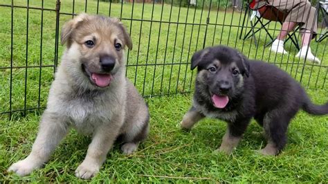 German Shepherd Puppies 5 Weeks Old Youtube