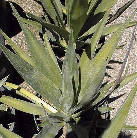 Se usa principalmente la fibra de las hojas, que se procesan especialmente para fabricar cuerdas, cordeles, sacos, telas y tapetes. Sisal (Agave sisalana)