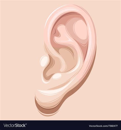 Detailed Human Ear Royalty Free Vector Image Vectorstock Human Ear