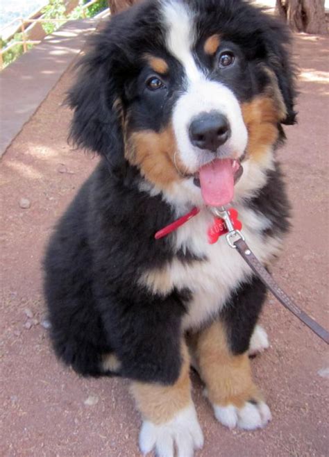 Bernese Mountain Dogs Are The Height Of Cute