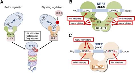 Transcription Factor Nrf2 As A Therapeutic Target For Chronic Diseases