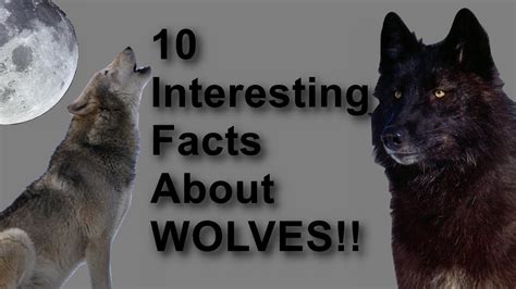 10 Interesting Facts About Wolves Hd Youtube