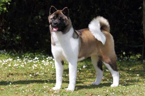 American Akita Puppies Breed Information And Puppies For Sale