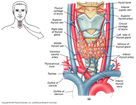 Diagram Neck Anatomy Glands Dentistry Lectures For Mfdsmjdfnbdeore