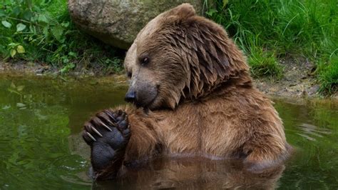 Nature Wet Body Animals Bears Water Mammals Hd Wallpaper