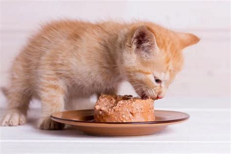 What Is The Difference Between Adult And Kitten Food Cat World
