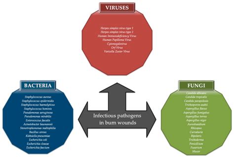 The Examples Of Bacteria Viruses And Fungi That Might Induce