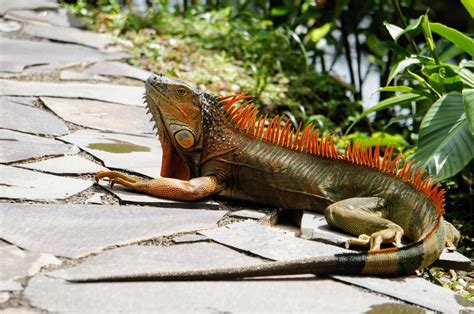 Free Images Sun Animal Wildlife Colorful Iguana Fauna Lizard