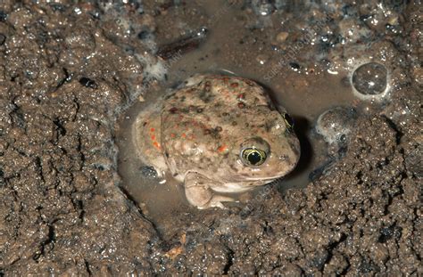 Western Spadefoot Toad Stock Image Z7000877 Science Photo Library