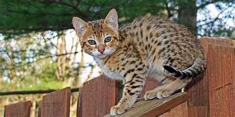 Contact us for available kittens for sale! The Best Dry Food For Savannah Cat Your Money Can Buy