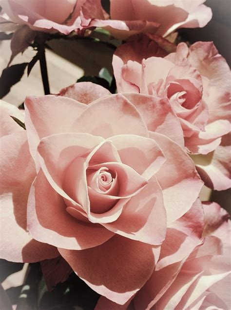 Free Photo Pink Rose Flower Beautiful Free Image On Pixabay 404504