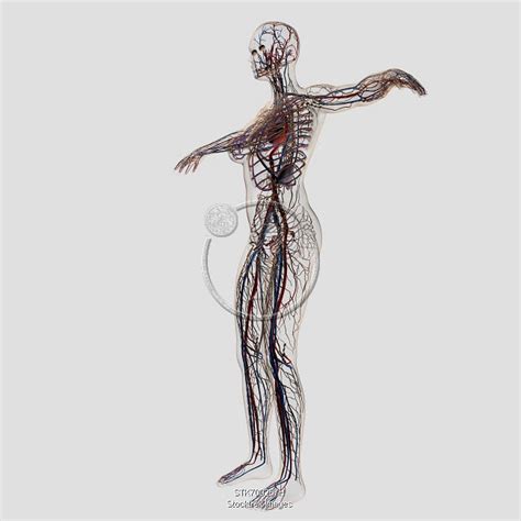 Medical Illustration Of Female Arteries Veins And Lymphatic System