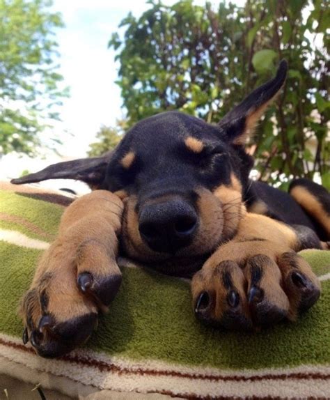 The Position Your Doberman Sleeps Tells You A Lot About Them Here Are