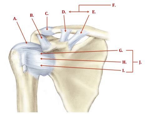 Stretching or tearing them can make your joints unstable. Ligaments - The Shoulder Complex