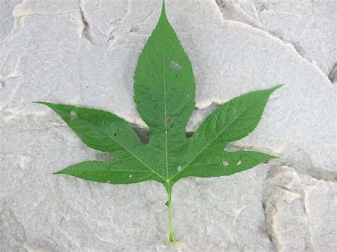 Ragwitek tablets contain pollen allergen extract from short ragweed (ambrosia artemisiifolia). SECRET Live Survival Fishing Bait - WillowHavenOutdoor ...